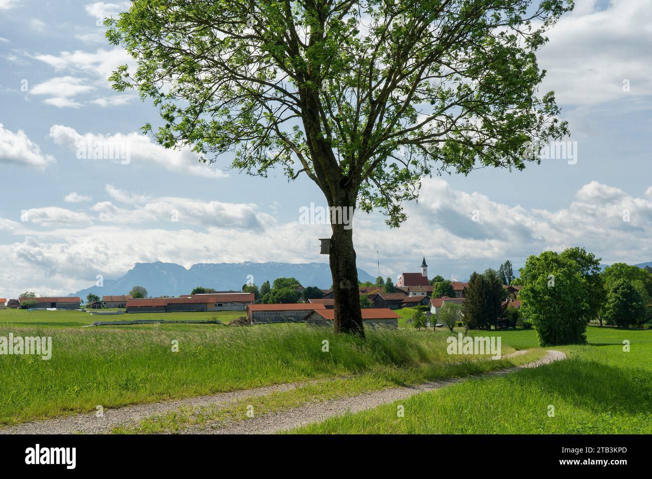 Abtsdorf mit im Hintergrund Untersberg und Hochstaufen - gesehen von Thannberg ausRupertiwinkel, Berchtesgadener Land, Oberbayern Foto Stock