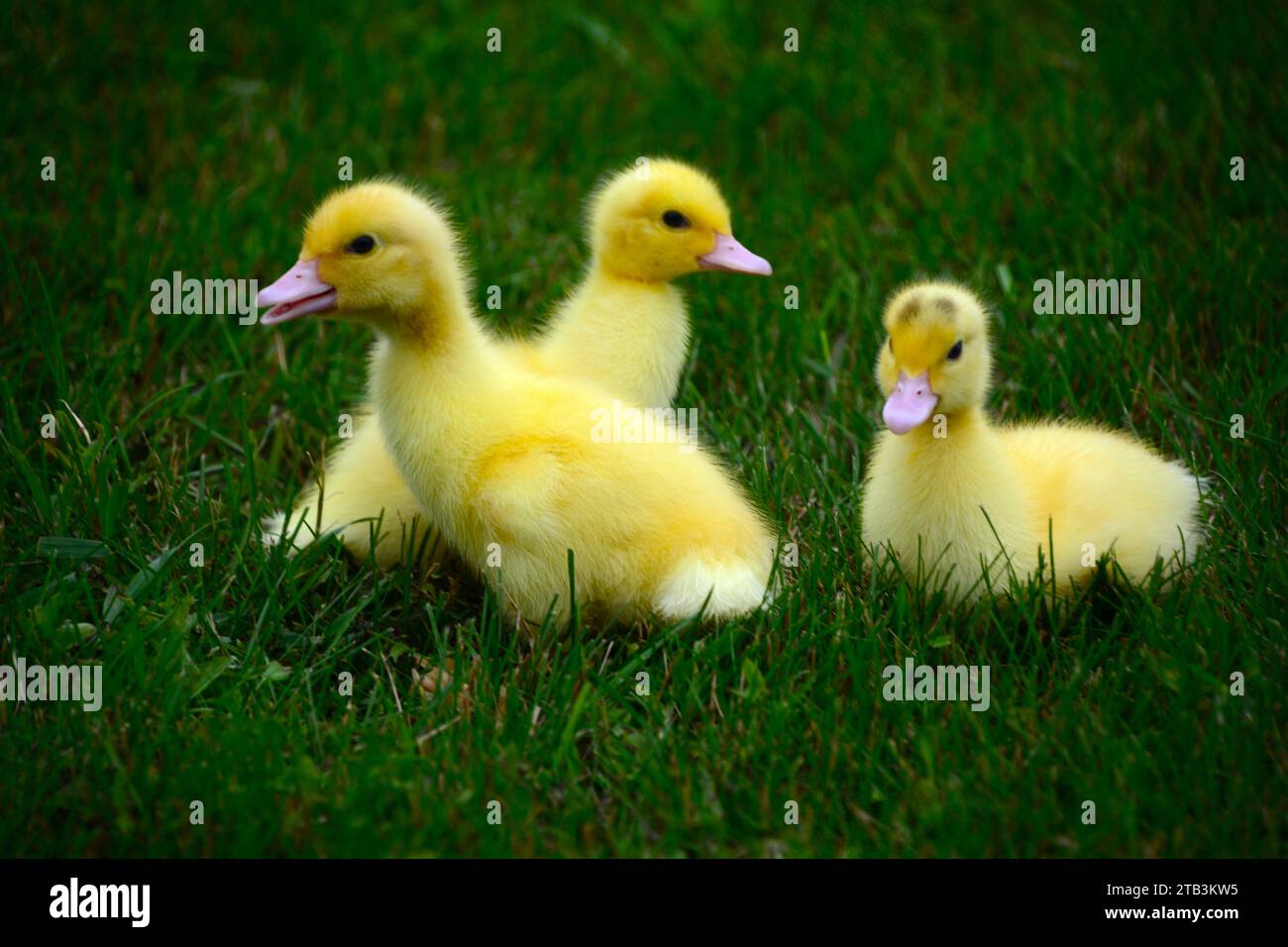 Tre adorabili cuccioli gialli che camminano nell'erba verde Foto Stock