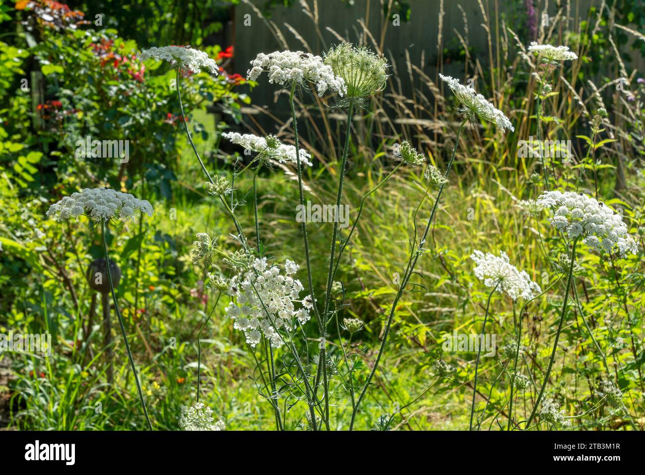 reich blühende Blumenwiese mit Wilder Möhre Foto Stock