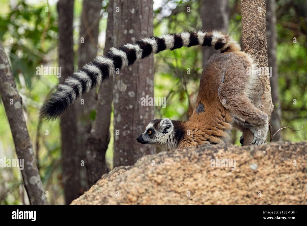 Lemure territoriale dalla coda ad anello (Lemur catta) albero che segna il profumo con ghiandole profumate genitali, Parco Nazionale dell'Isalo, regione dell'Ihorombe, Madagascar Foto Stock