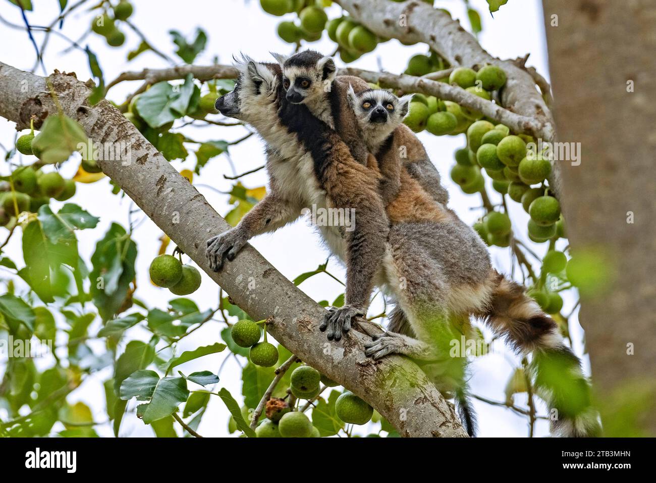 Lemure dalla coda tonda (Lemur catta) con giovani gemelli che si nutrono di frutta negli alberi, riserva comunitaria di Anja, Haute Matsiatra, Highlands centrali, Madagascar Foto Stock