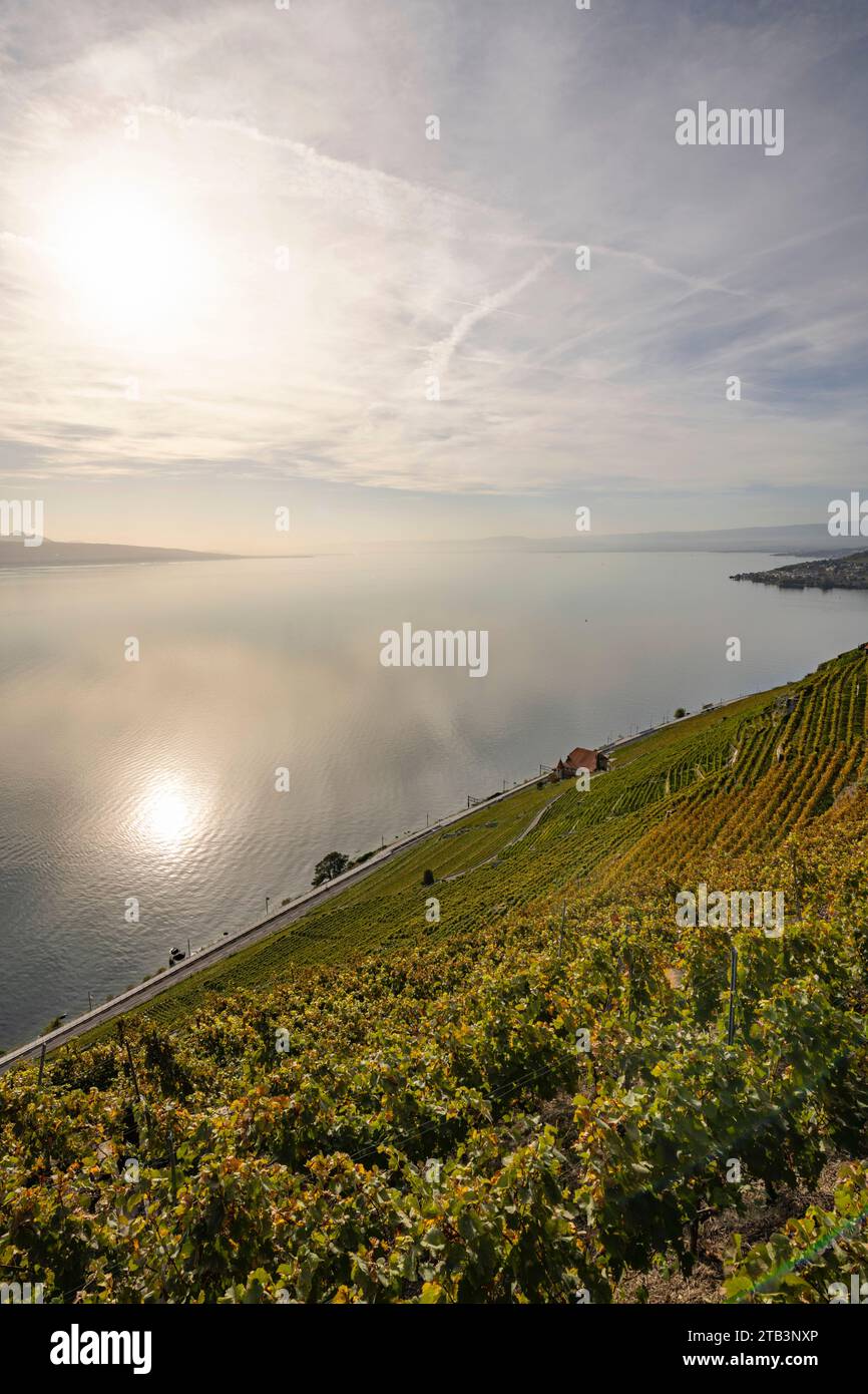 Svizzera, Svizzera, Vaud, Waadt, Lavaux, UNESCO, vignoble, Weinberg, vigneto, LAC Léman, Genfer SEE, Lago di Ginevra, panorama Foto Stock