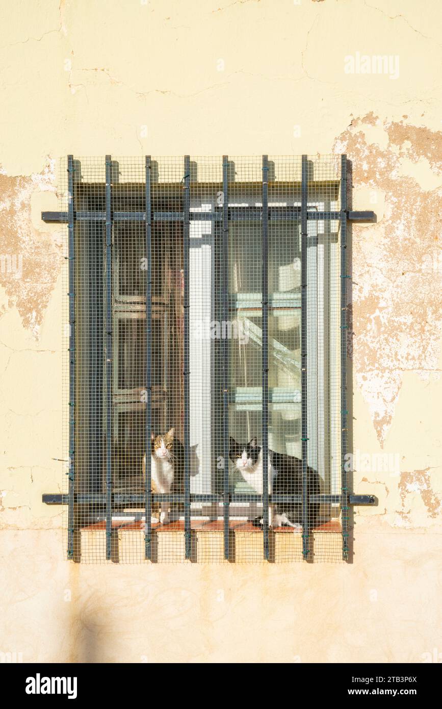 Due gatti in una finestra. Foto Stock