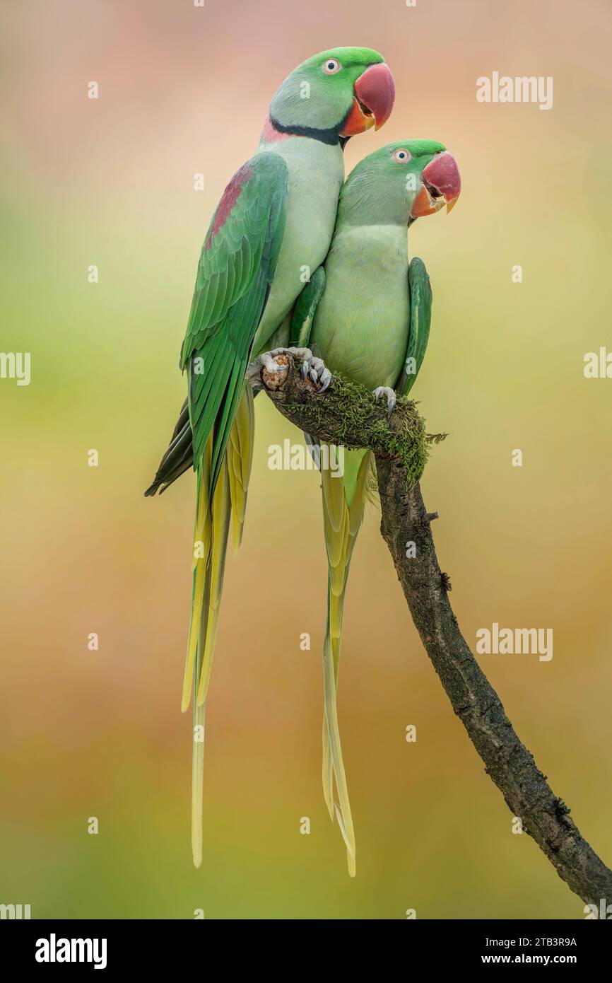 Alexandrine Parakeet, Psittacula eupatria Foto Stock