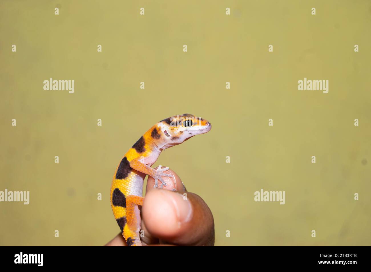 geco leopardo carino e carino. rettile per animali domestici. Foto Stock