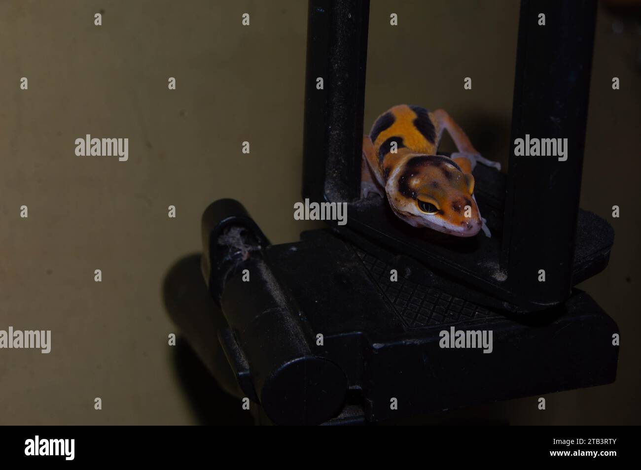 geco leopardo carino e carino. rettile per animali domestici. Foto Stock