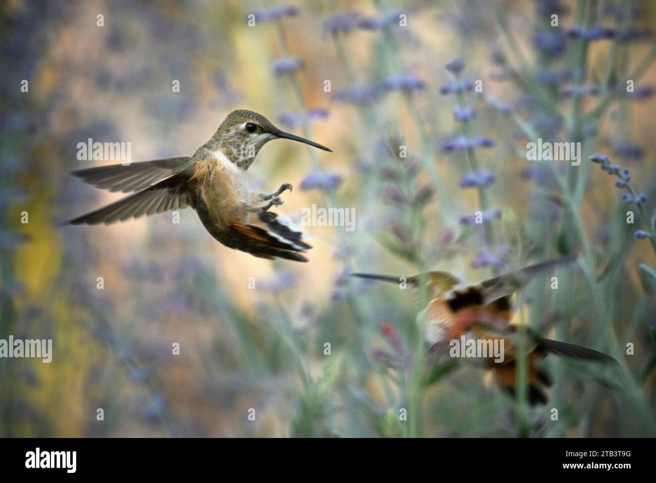 Nord America, Stati Uniti, America, Oregon, Oregon centrale, Hummingbird, , Rufous Hummingbird, Selasphorus rufus Foto Stock