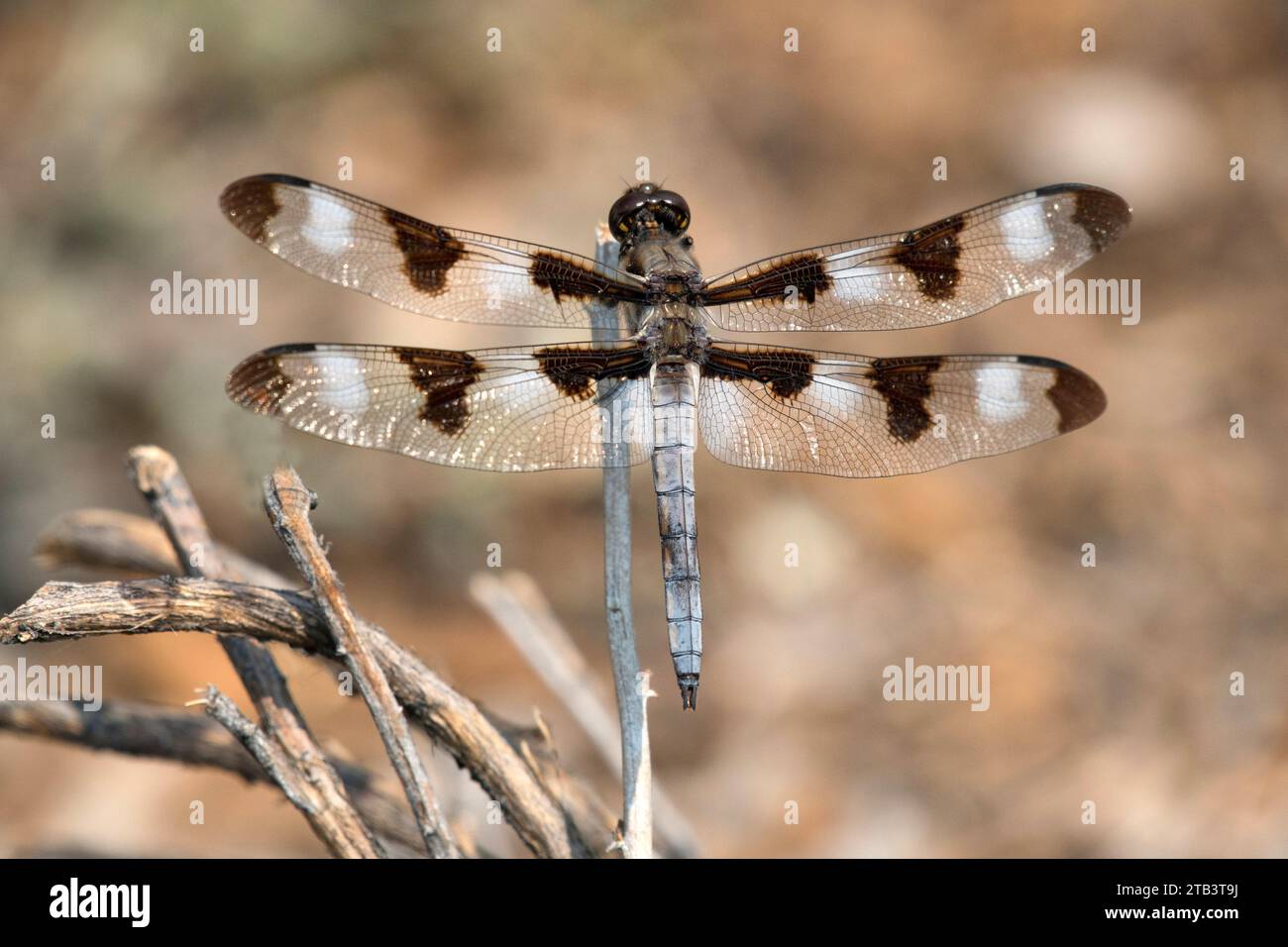 USA, Oregon, Bend, Rancho las Hierbas, Skimmer a otto macchie, Libellula forensis, insetto Foto Stock