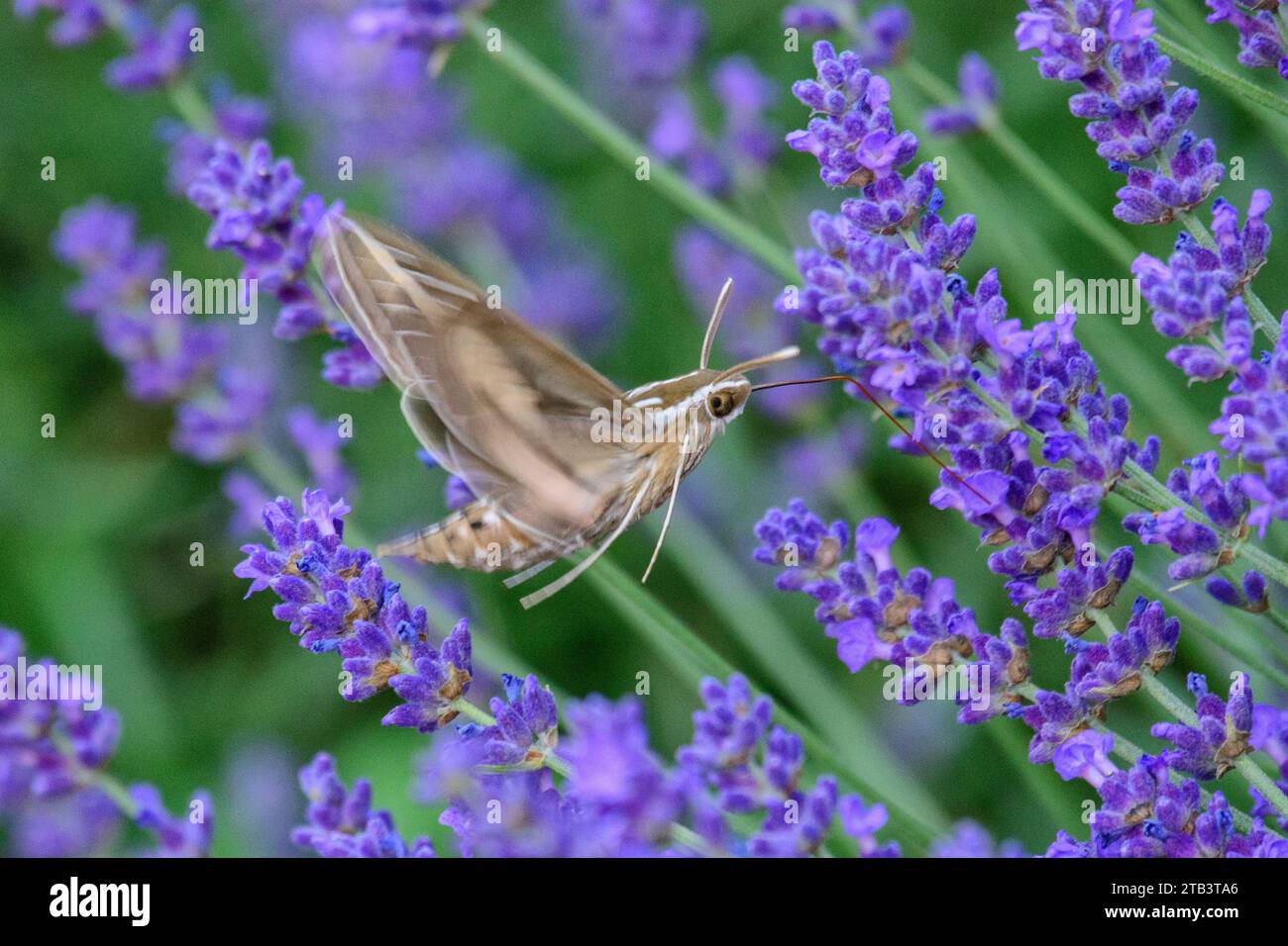 USA, Oregon, Bend, Rancho las Hierbas, Sfinge con fodera bianca, Hyles lineata, falena di colibrì Foto Stock