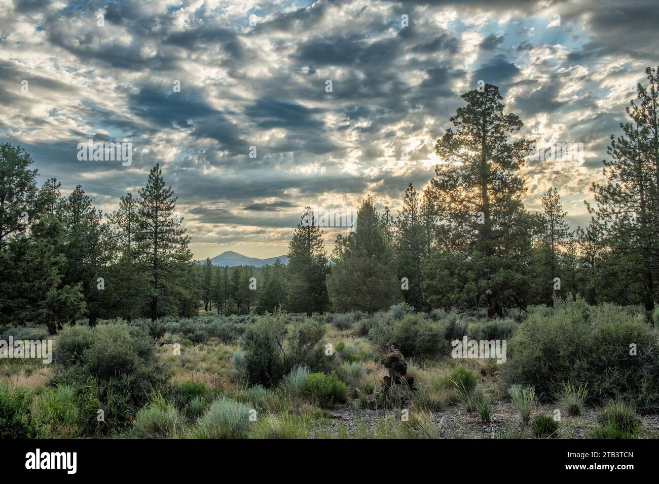 USA, Oregon, Central, Deschutes County, National Forest, Bend, Mount Bachelor, Sunset Foto Stock