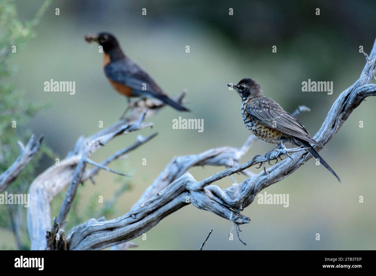 USA, Oregon, Bend, Rancho las Hierbas, American Robin, Turdus migratorius, nutrire immaturo e adulto con mangimi Foto Stock