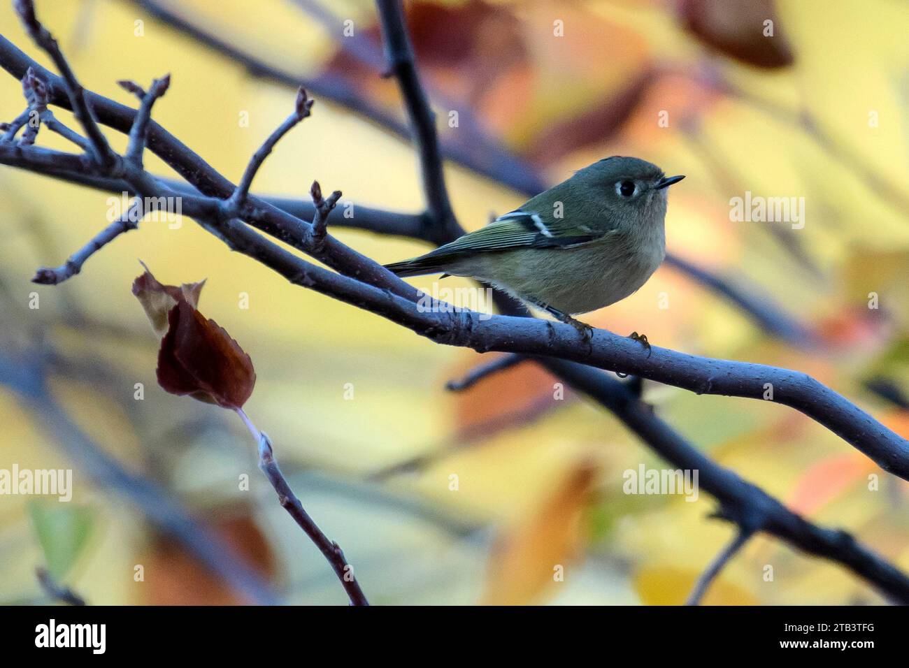 USA, Oregon, Central, Bend, Rancho las Herbas, kinglet dalla corona rubina, Regulus calendula Foto Stock