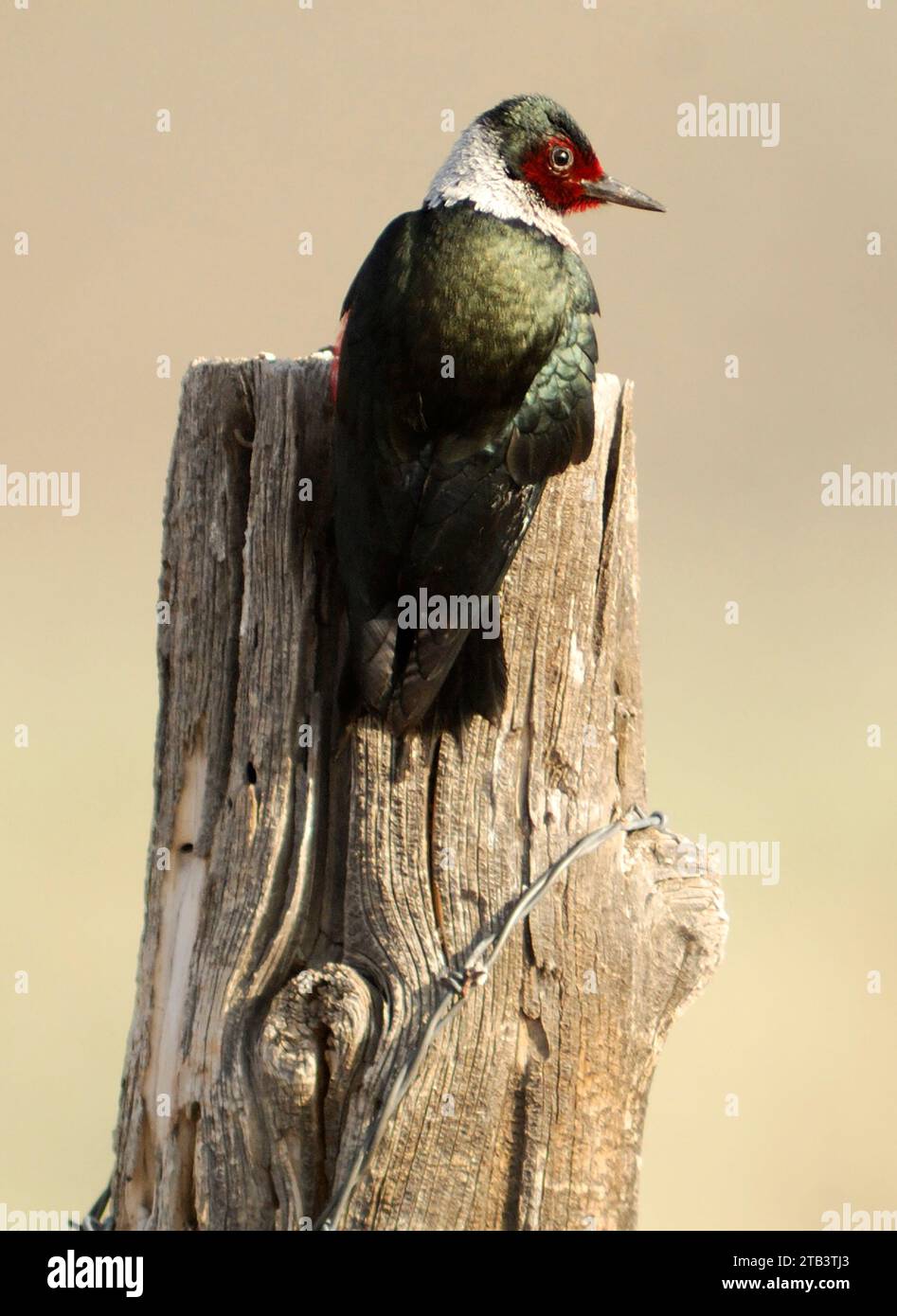 Lewis's Woodpecker (Melanerpes lewis) Bird, Steens Mountain, Eastern Oregon, Oregon, USA Foto Stock