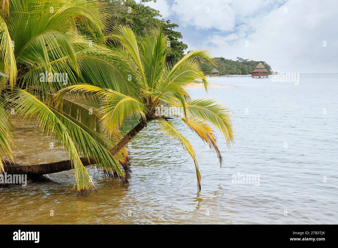 America centrale, Panama, Caraibi, Isola di Bastimentos, Bocas del Toro., Foto Stock