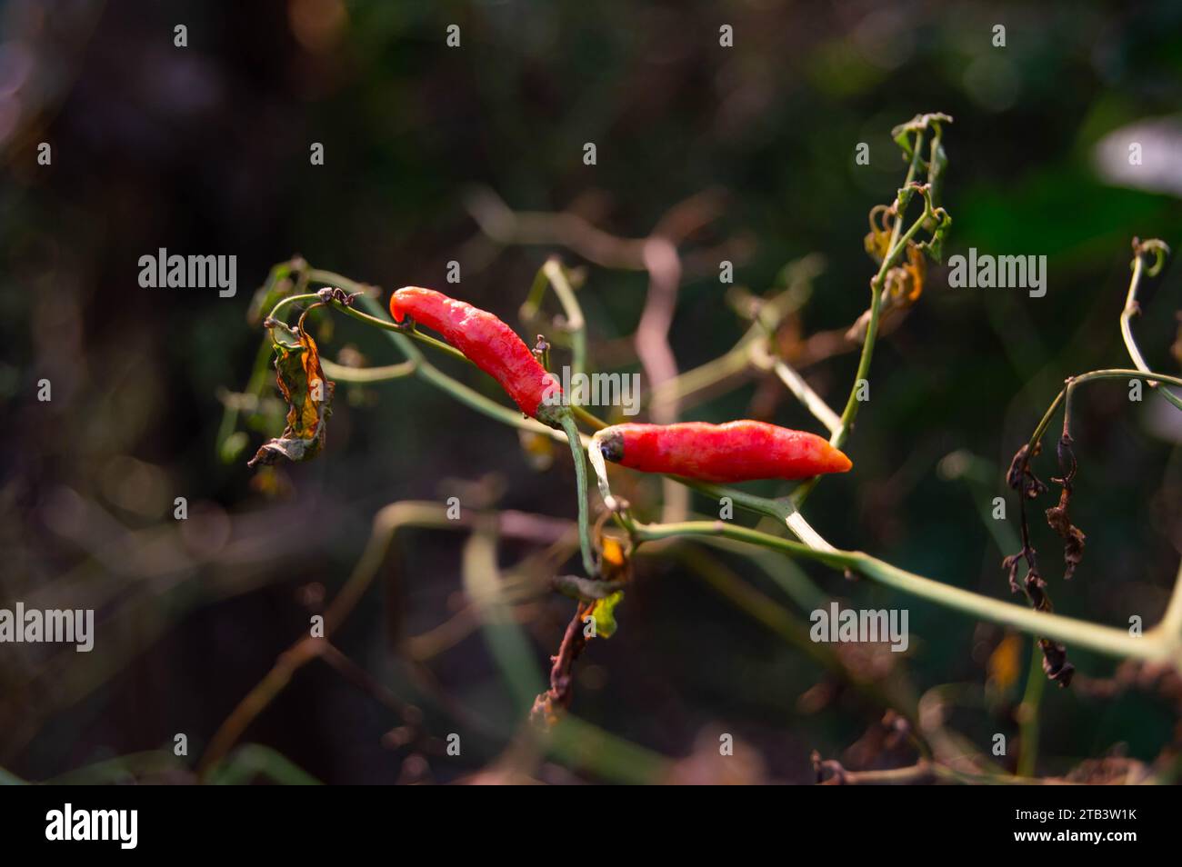 sparo su piante e frutti di peperoncino secchi e essiccati Foto Stock