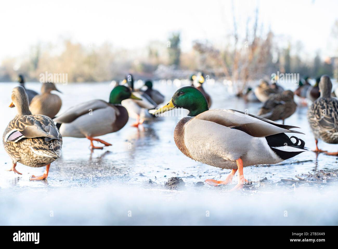 Kidderminster, Regno Unito. 1 dicembre 2023. Tempo nel Regno Unito: Un forte gelo colpisce le Midlands questa mattina. Le temperature rimangono al di sotto del congelamento anche quando il sole sfugge. Le anatre Mallard si stendono pazientemente su un laghetto ghiacciato in attesa che il ghiaccio si sciogli. Credito: Lee Hudson/Alamy Foto Stock