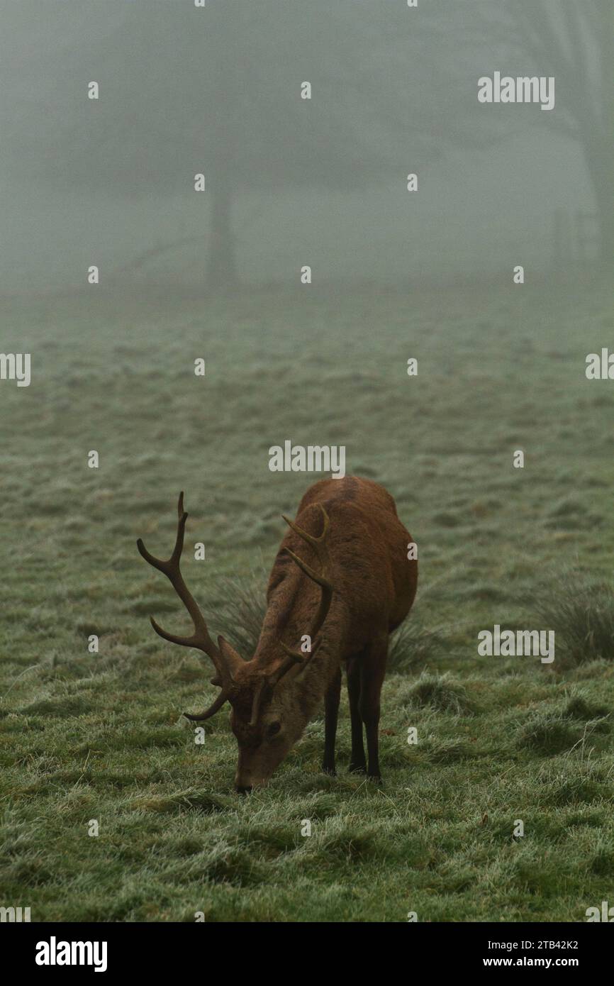 Cervo rosso, Cervo elafo, pascolano in una mattina nebbiosa, inverno Foto Stock