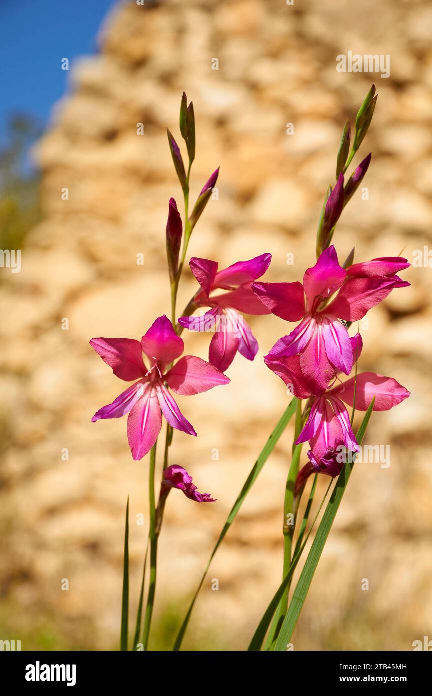 Primo piano della bandiera comune del granturco (Gladiolus communis) fiori di infiorescenza (Teulada, Marina alta, Alicante, Comunità Valenciana, Spagna) Foto Stock