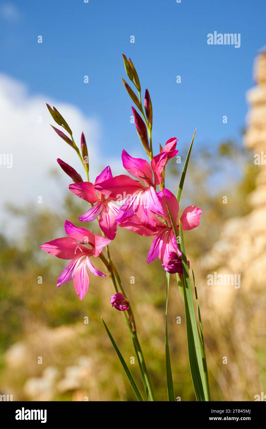 Primo piano della bandiera comune del granturco (Gladiolus communis) fiori di infiorescenza (Teulada, Marina alta, Alicante, Comunità Valenciana, Spagna) Foto Stock
