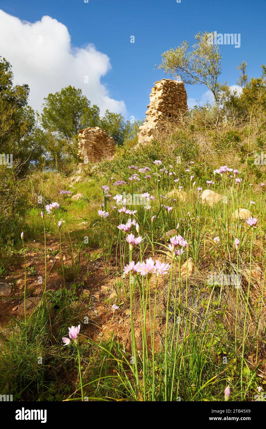 Fiori di aglio rosato (Allium roseum) vicino alle rovine nel sentiero escursionistico SL-CV50 fino a Cala Llebeig (Teulada, Marina alta, Alicante, Comunità Valenciana, Spagna) Foto Stock