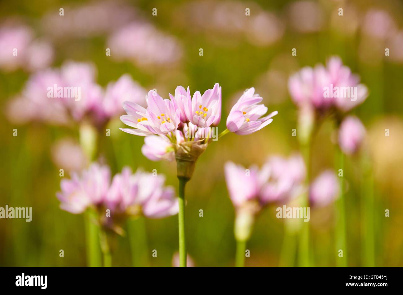 Primo piano dell’aglio rosato (Allium roseum) fiori di infiorescenza (Teulada, Marina alta, Alicante, Comunità Valenciana, Spagna) Foto Stock