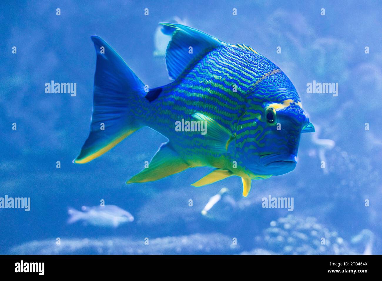 Pesci dentici Sailfin o orata azzurra in un acquario. Symphorichthys spilurus specie che vivono nell'Oceano Indiano orientale e nel Pacifico occidentale. Foto Stock
