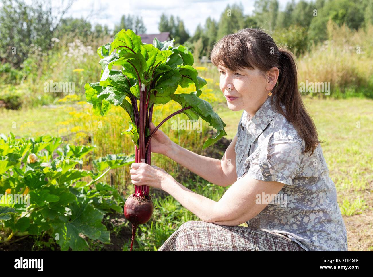 Donna di mezza età che tiene in mano barbabietole fresche. Grande barbabietola biologica fresca nelle mani delle donne. Coltivare verdure nell'orto Foto Stock