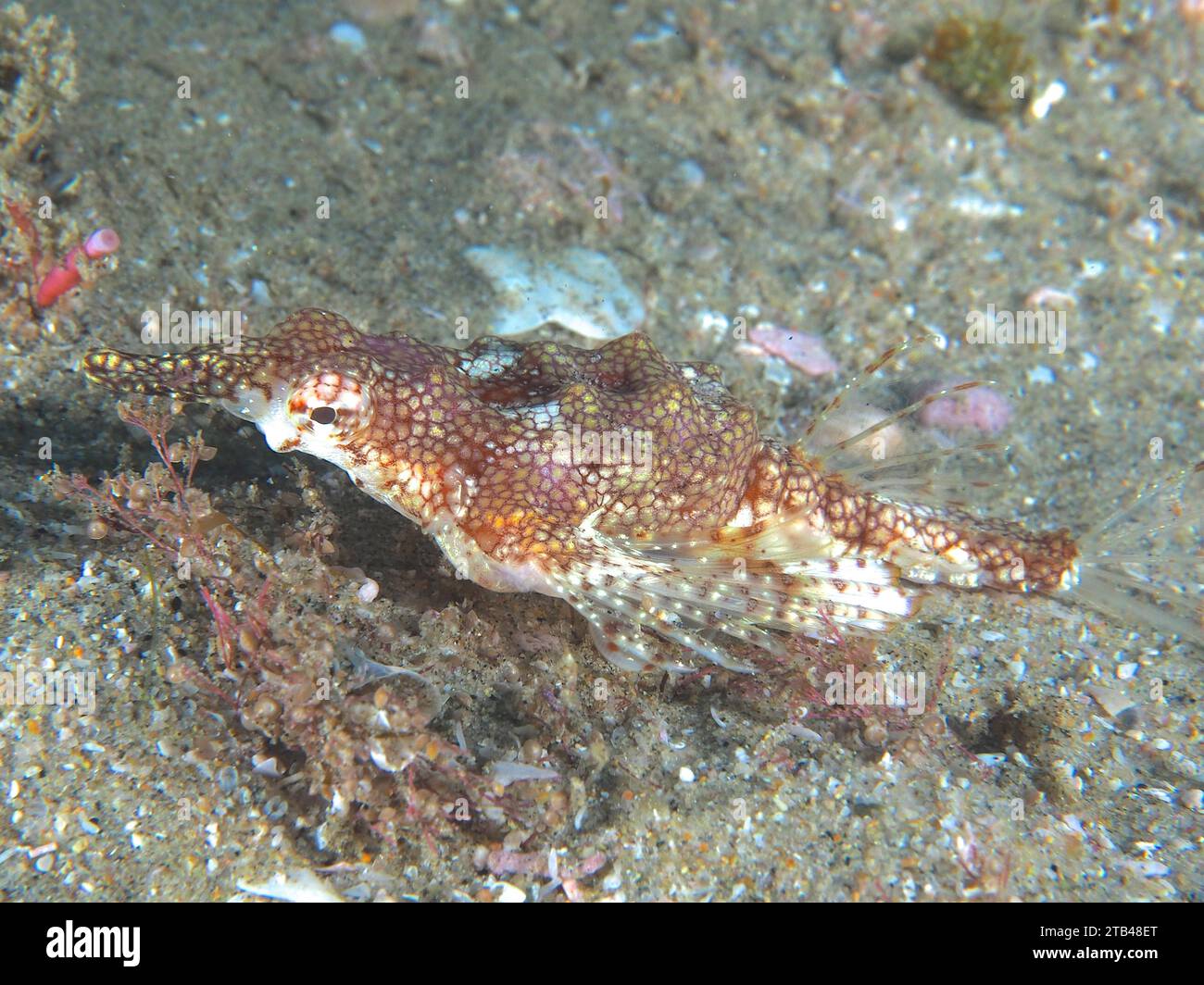 Little dragonfish (Eurypegasus draconis), sito di immersione Sodwana Bay National Park, Maputaland Marine Reserve, KwaZulu Natal, Sudafrica Foto Stock