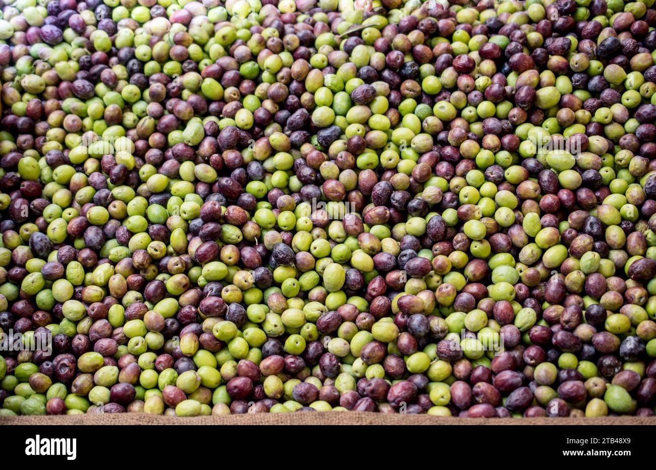 Appena raccolte le olive come health food nel mercato Foto Stock