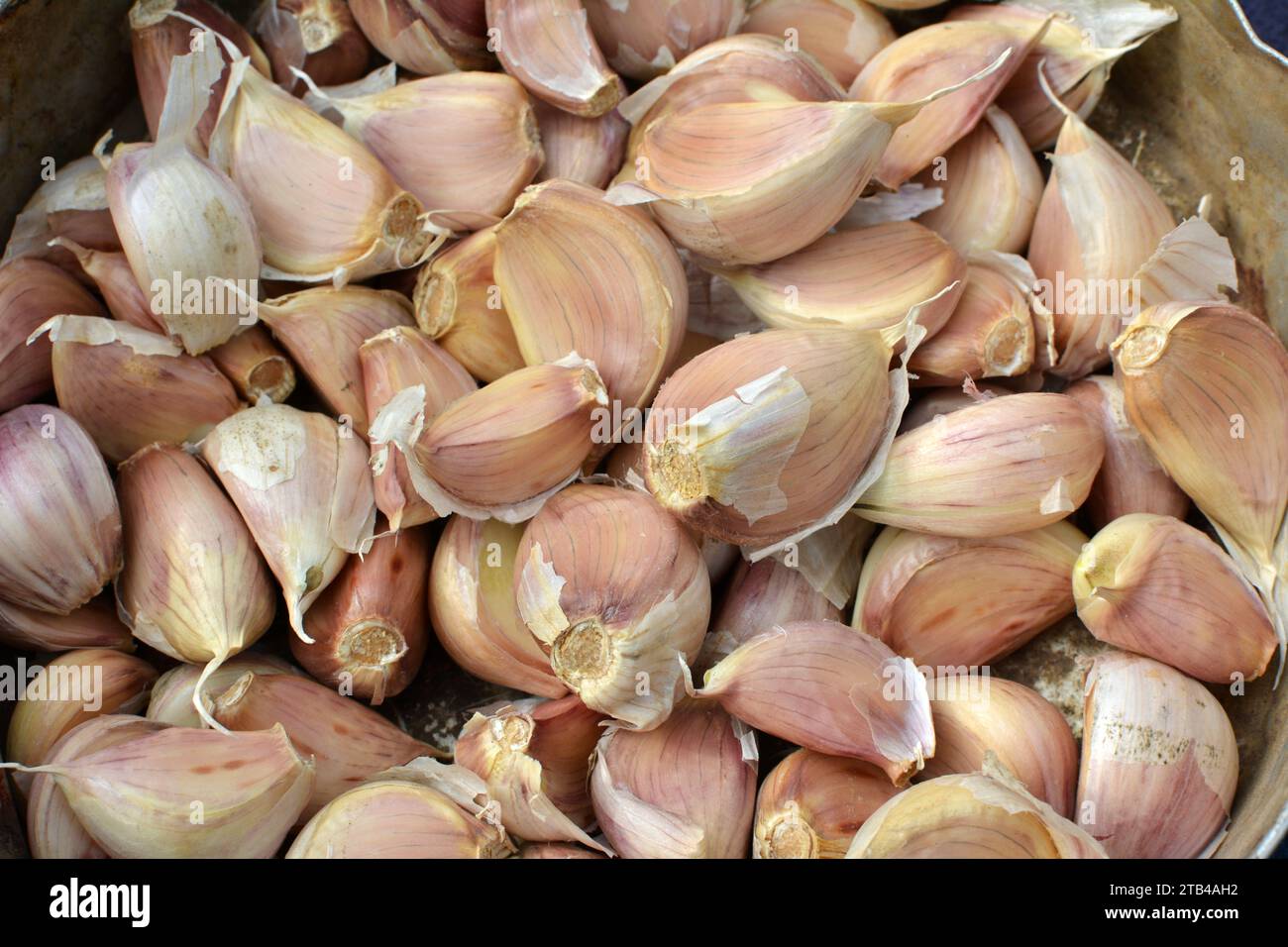 Gli spicchi d'aglio si separarono dalle teste prima di piantare nel terreno. Foto Stock