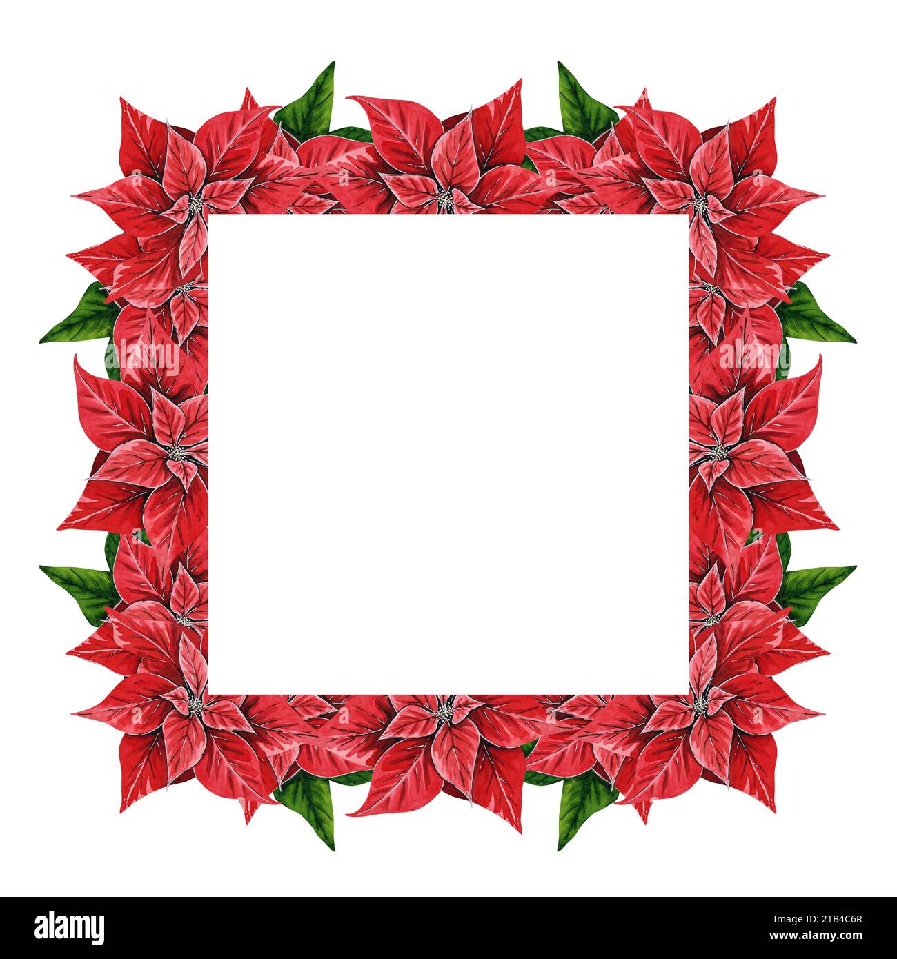 Cornice quadrata con fiore di Natale, illustrazione ad acquerello disegnata a mano isolata su sfondo bianco. Illustrazione floreale per decorazione natalizia Foto Stock