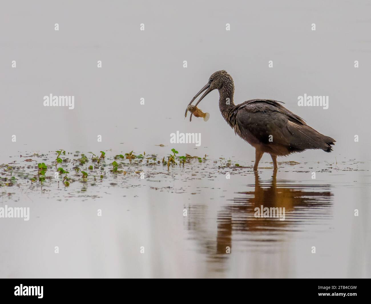 Glossy Ibis (Plegadis falcinellus) pesca pesci, Bombay Hook NWR, DE Foto Stock