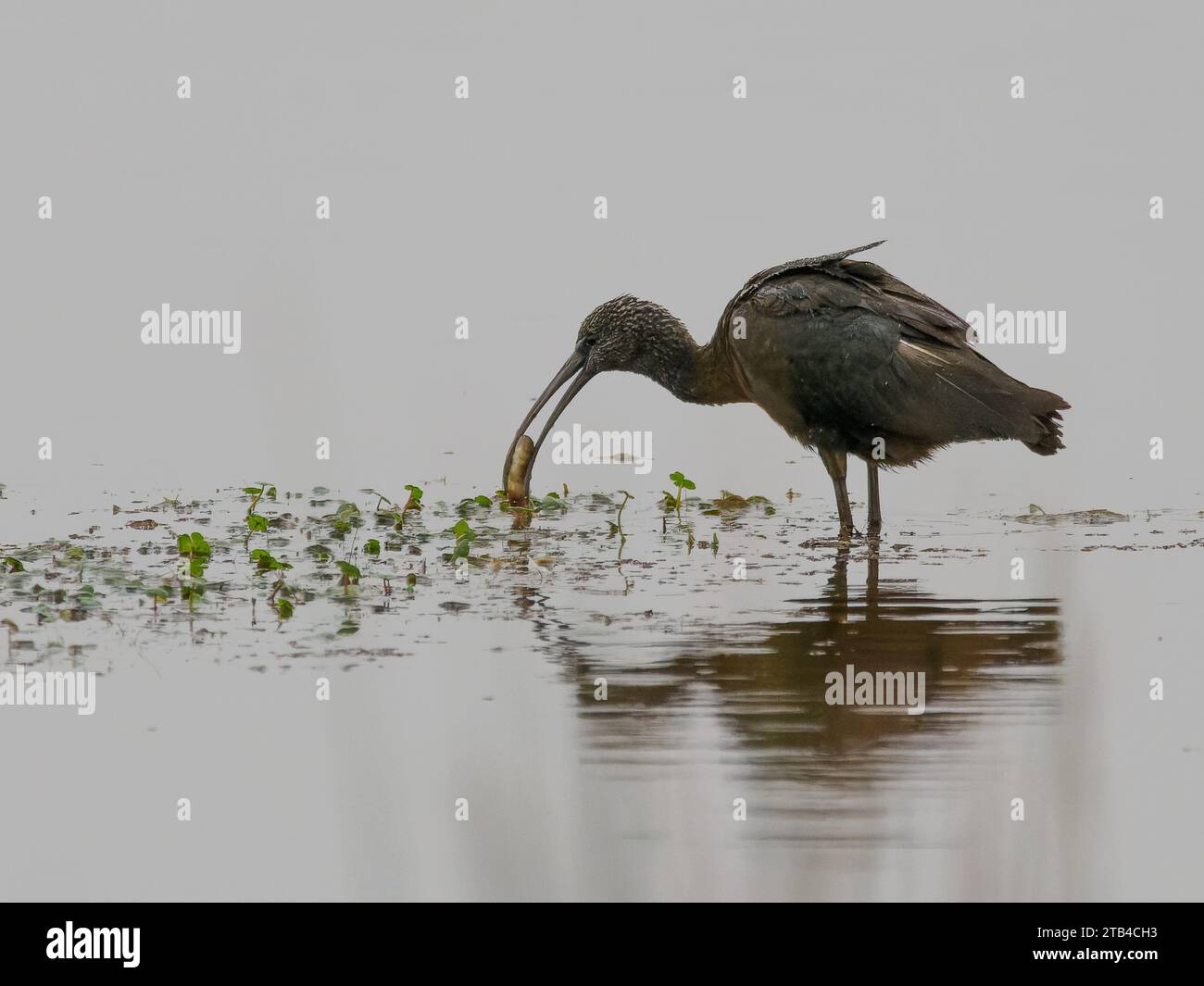 Glossy Ibis (Plegadis falcinellus) pesca pesci, Bombay Hook NWR, DE Foto Stock
