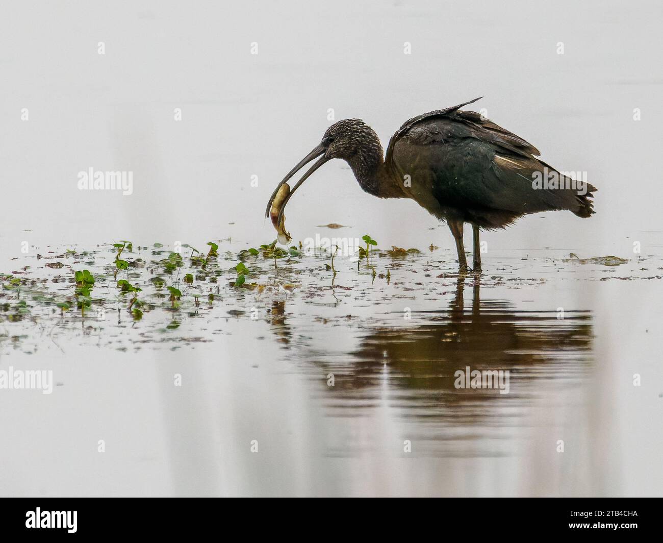 Glossy Ibis (Plegadis falcinellus) pesca pesci, Bombay Hook NWR, DE Foto Stock