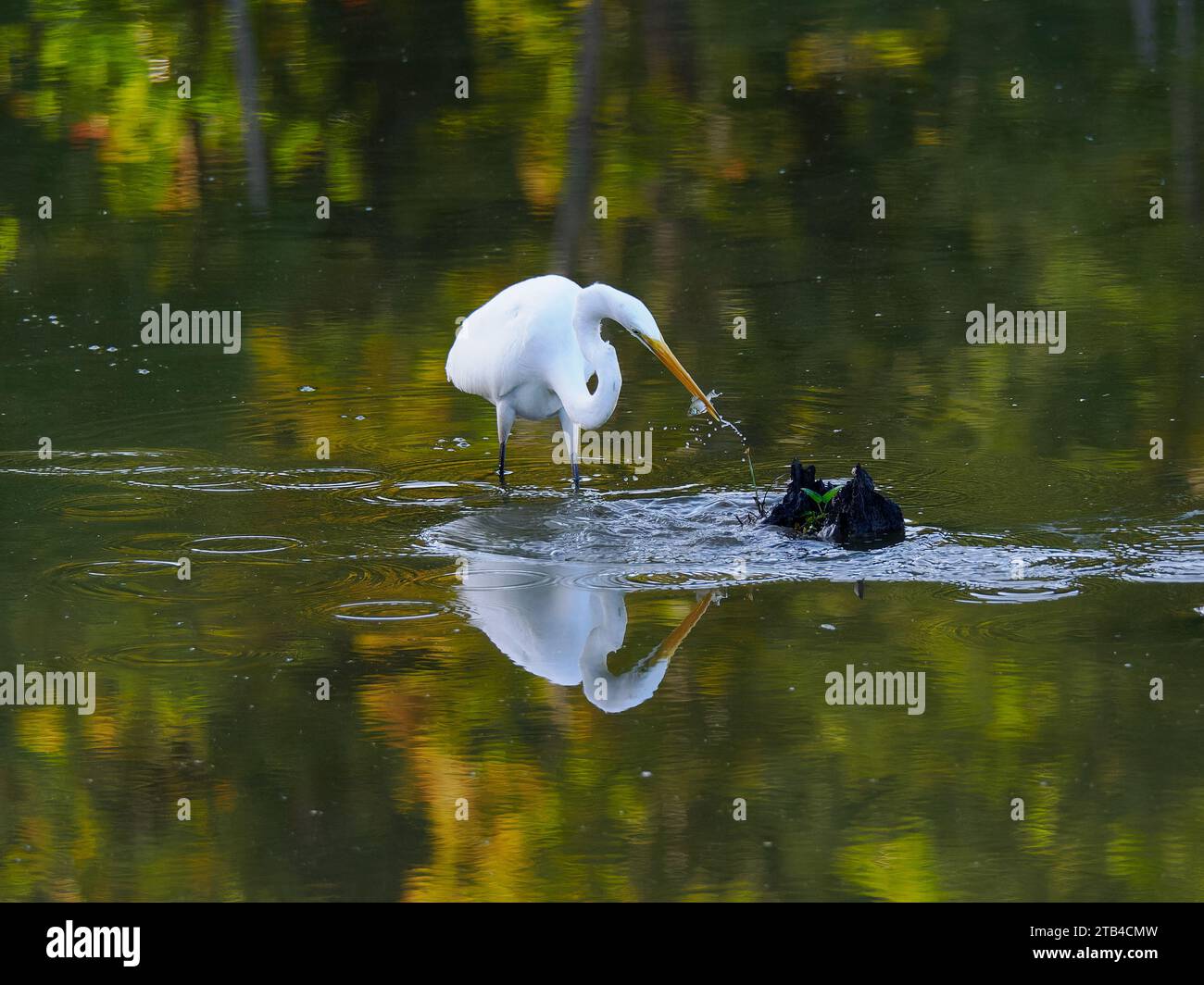 Great Egret (Ardea alba) pesca pesci, Huntley Meadows, va, USA Foto Stock