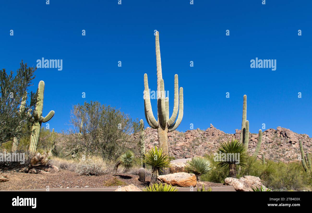 Cactus di Saguaro nel deserto di Sonora, vicino a Phoenix, Arizona, Stati Uniti Foto Stock