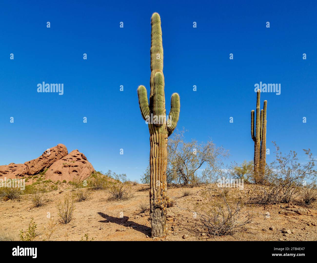 Cactus di Saguaro nel deserto di Sonora, vicino a Phoenix, Arizona, Stati Uniti Foto Stock