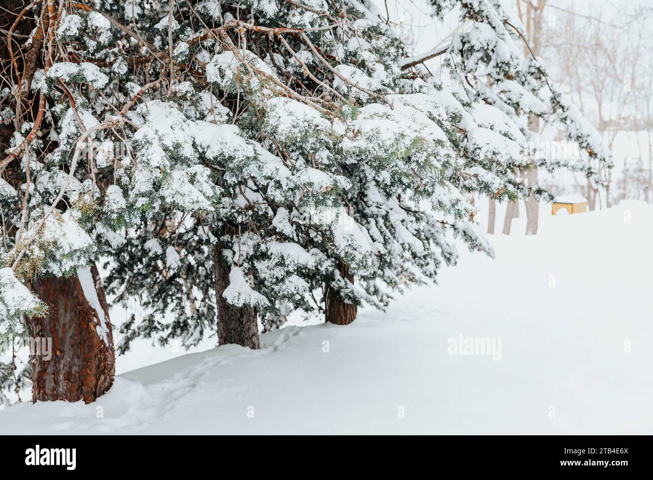 Alberi di conifere tra neve bianca Foto Stock