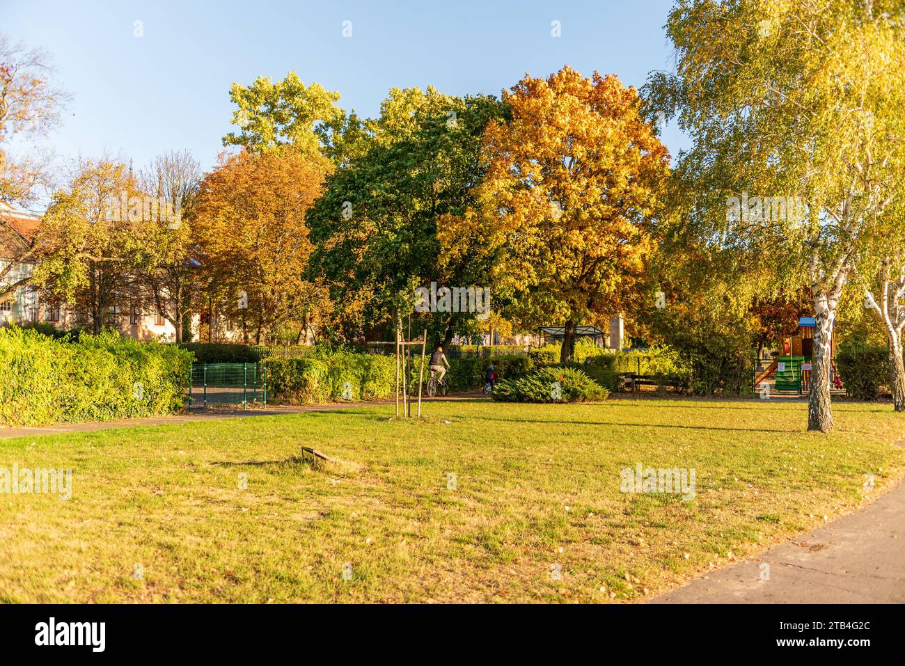 Paesaggio, prato verde e alberi di un parco pubblico locale con bellissimi alberi sotto la luce del sole al tramonto Foto Stock