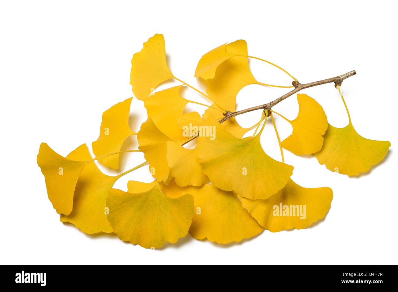 Ramo di Ginkgo biloba con foglie giallite isolate su bianco Foto Stock