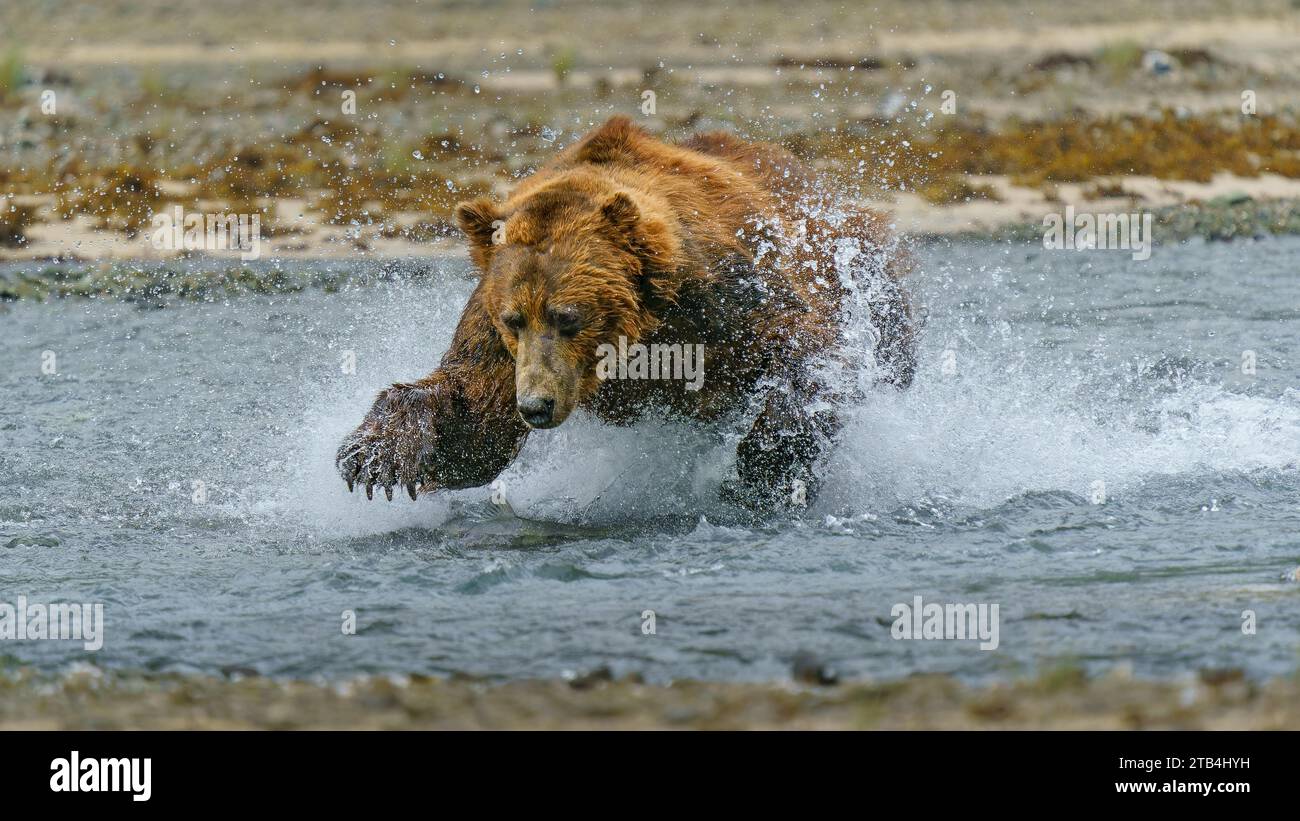 Un grande orso bruno maschio invia spruzzi d'acqua mentre si carica attraverso un fiume per catturare un salmone che nuota nel Geographic Harbor, Katmai, Alaska. Foto Stock