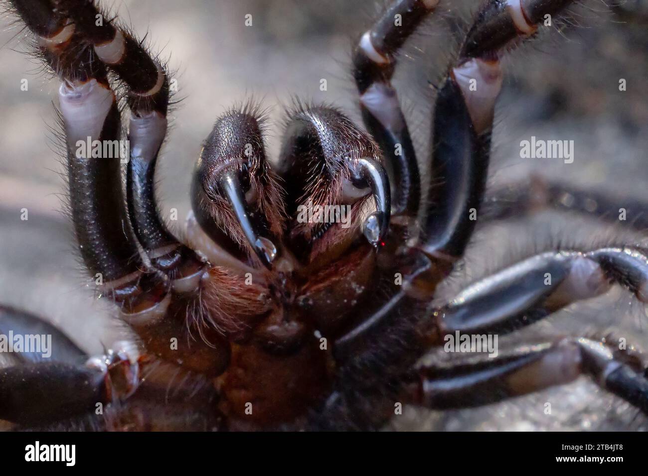 Sydney Funnel Web Spider femminile difensivo con goccioline di veleno sulle zanne Foto Stock