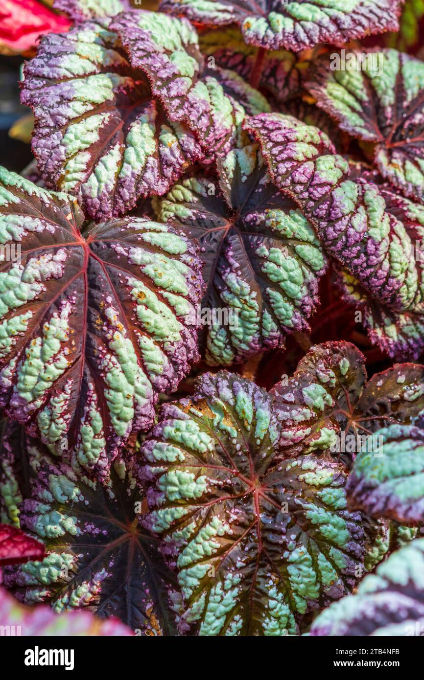 Le grandi foglie colorate del fuochi d'artificio Rex Begonia lo rendono famoso come interessante pianta domestica esposta per il suo fogliame appariscente. Foto Stock