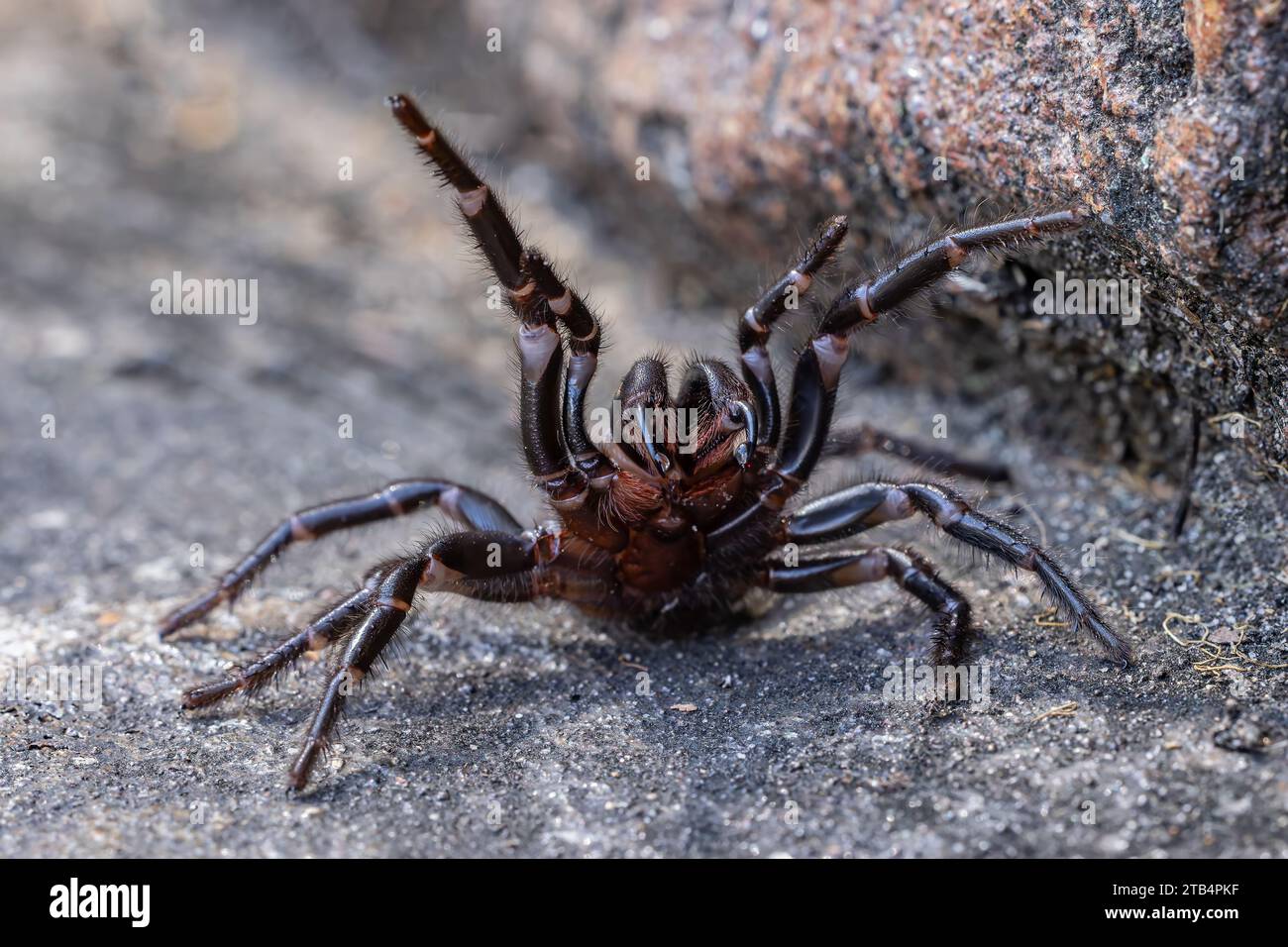 Sydney Funnel Web Spider femminile difensivo con goccioline di veleno sulle zanne Foto Stock
