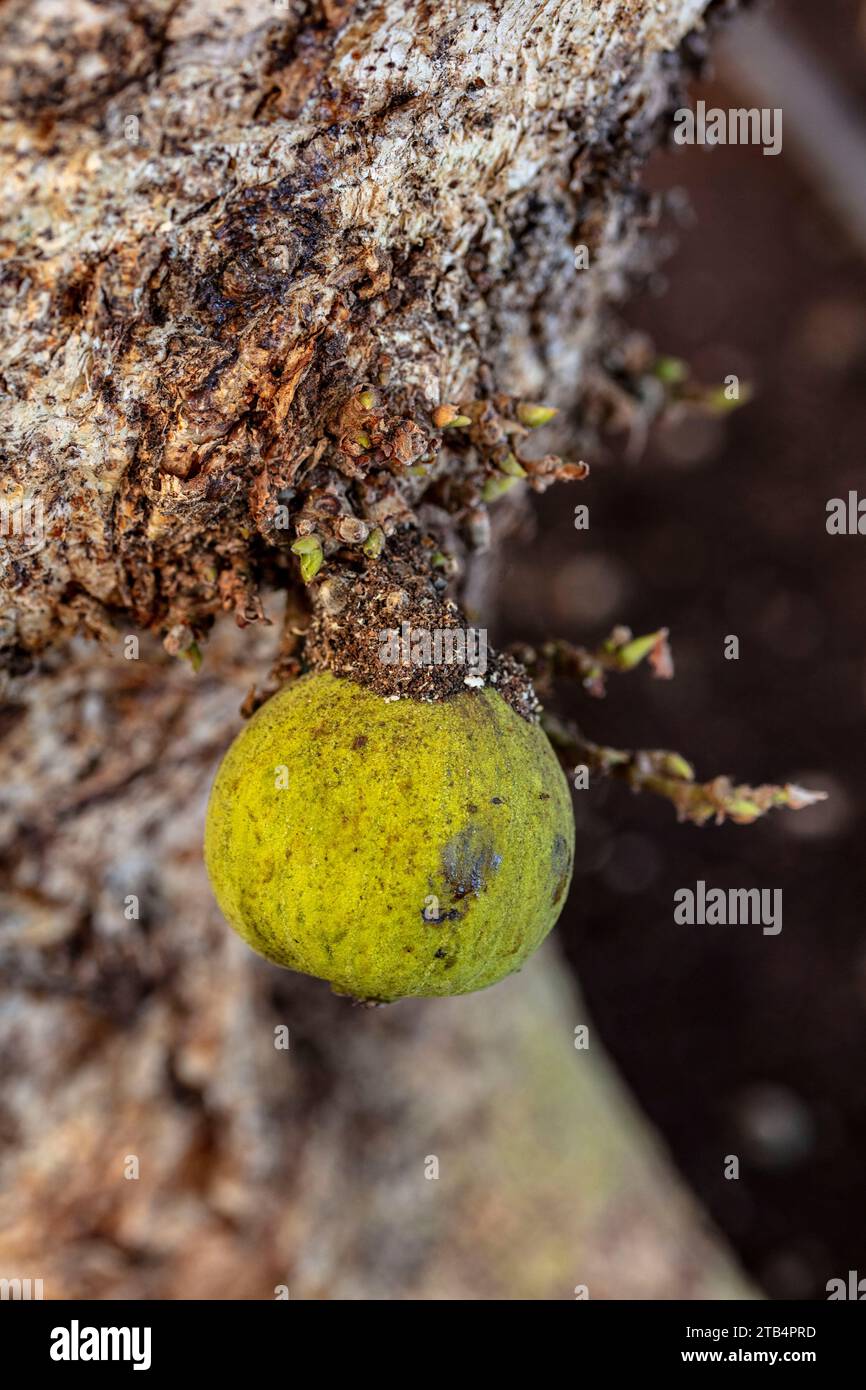 Deliziosamente prolifico Ficus Sycomorus «Sakalavarum». Ritratto naturale ravvicinato delle piante fruttuose Foto Stock