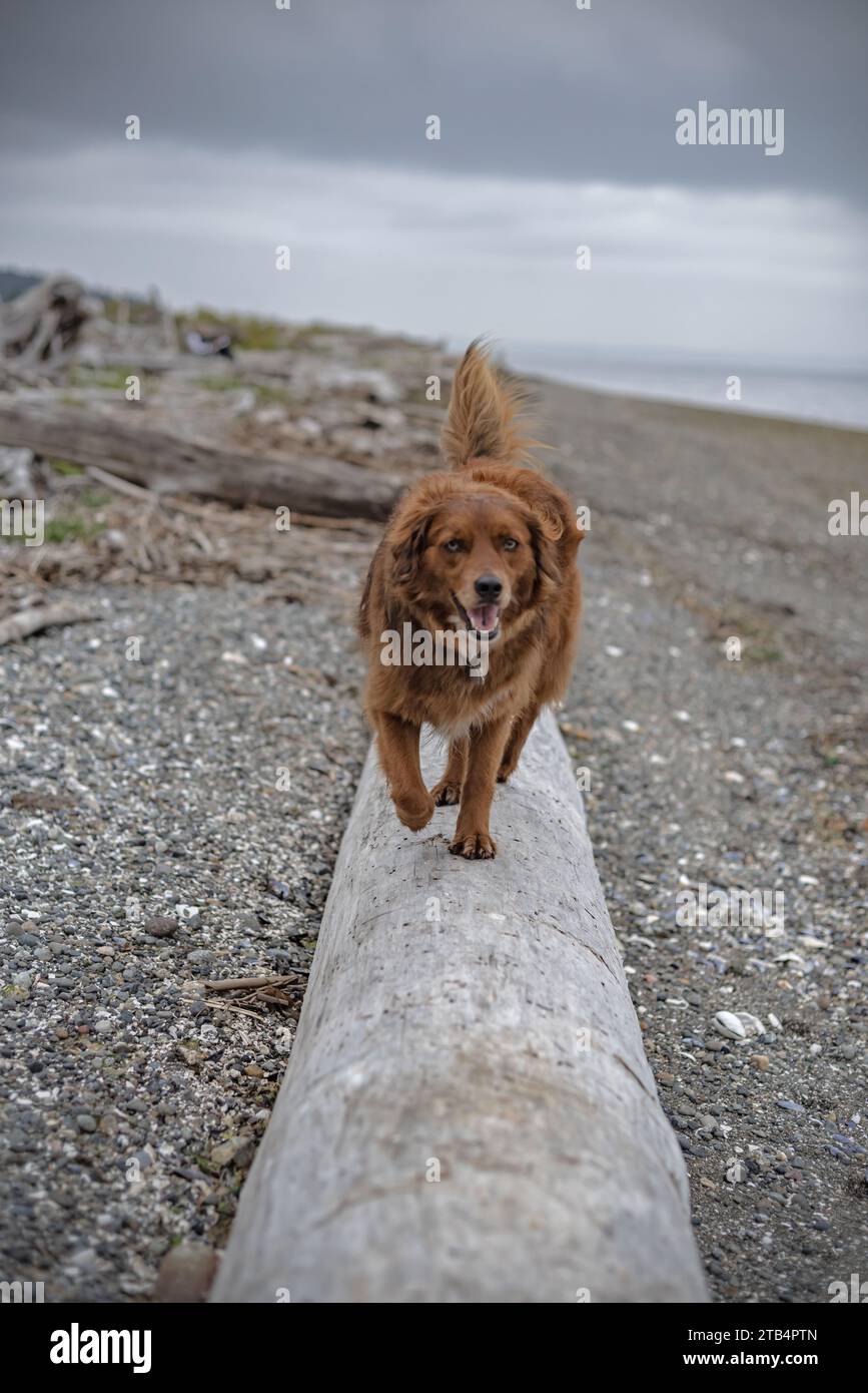 Il cane ama passeggiare per la casa di campagna, State Washington , USA, Foto Stock