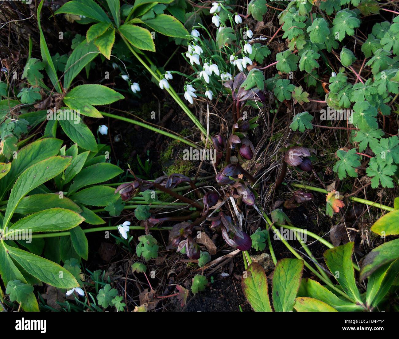 Una profonda e fiorente laguna Helleborus orientalis tra le nevicate del giardino d'inverno porta speranza tra la decadenza Foto Stock