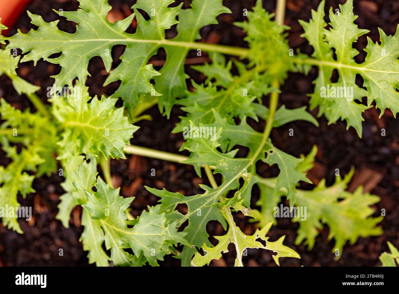 Ritratto naturale ravvicinato delle piante alimentari di Mizuna, verdi giapponesi, motivi con foglie frizzanti Foto Stock