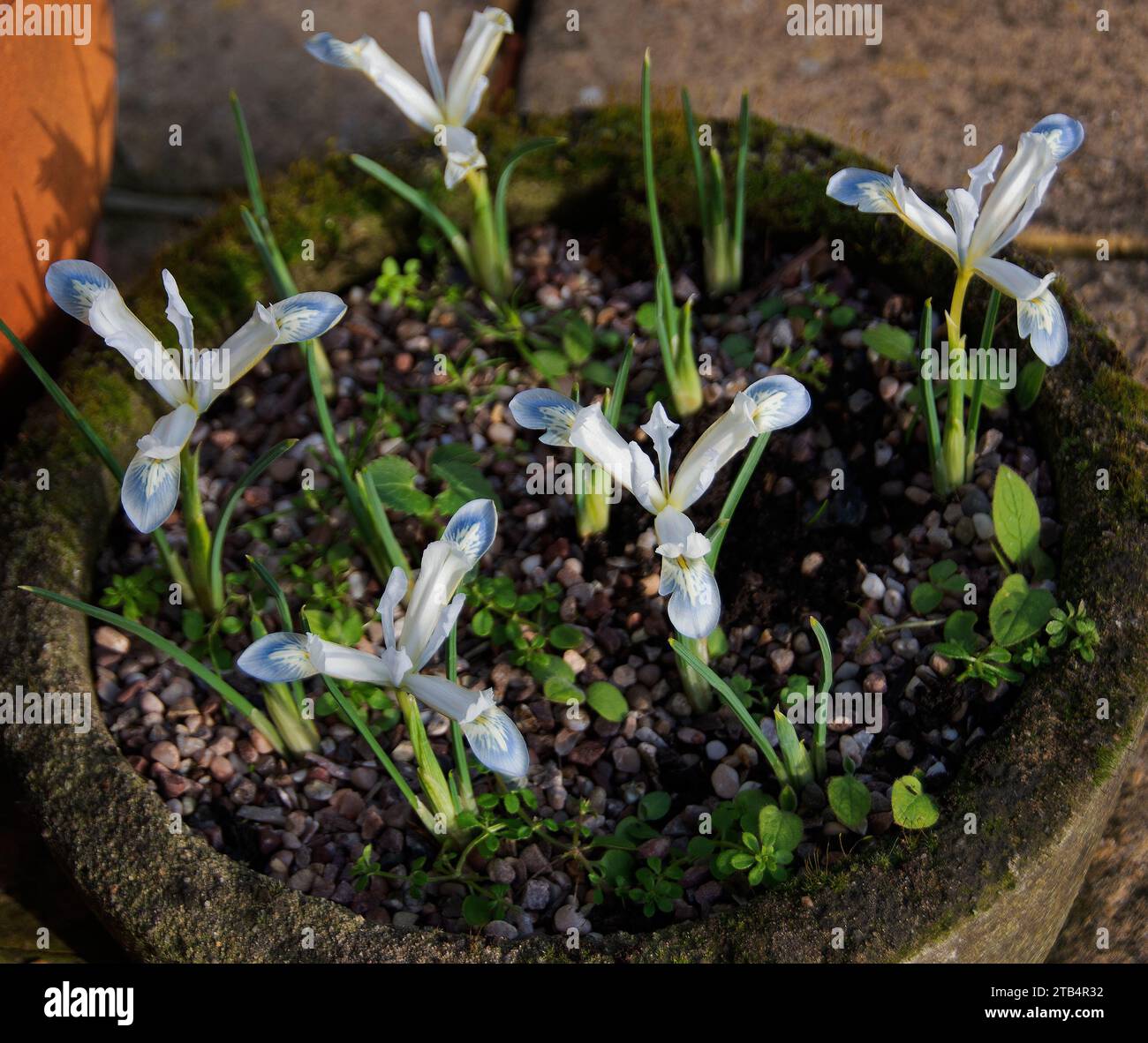 Iris reticulata "pianeta congelato" Foto Stock