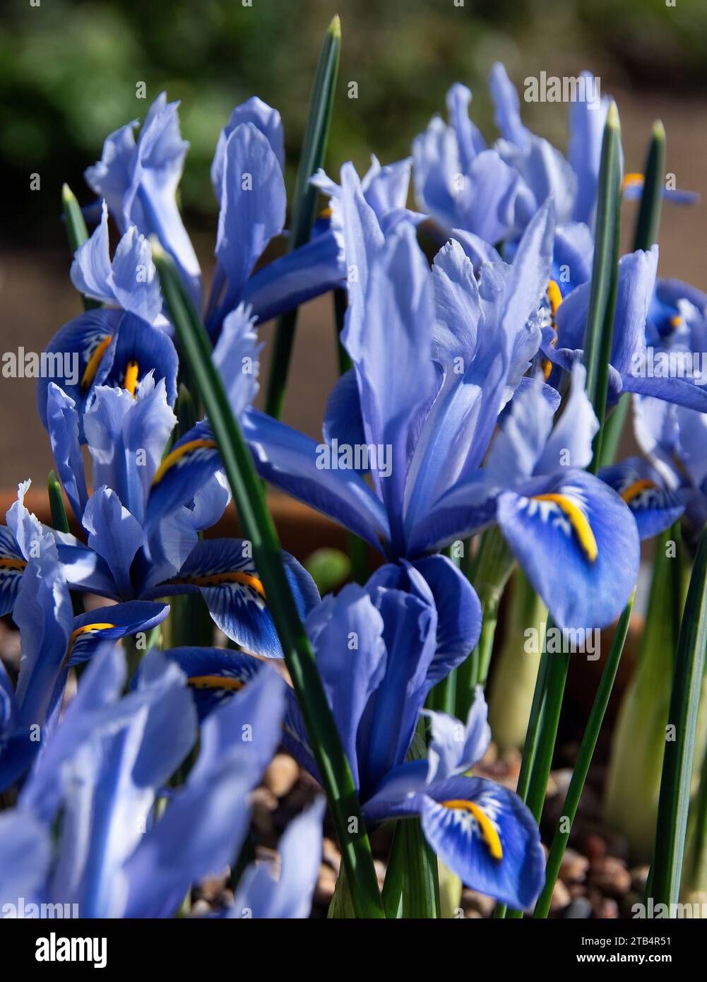 Iris reticulata "Alida" Foto Stock